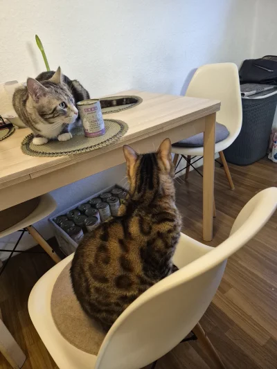 Lujdziarski - #pokazkota #dziarskikacperek Jest debata, w ciągu 12 godzin otwarta dru...