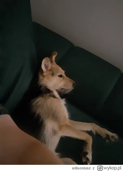 adisoniusz - @Kantorwymianymysliiwrazen Klucha dziekuje i odpoczywa bo troche ją prze...