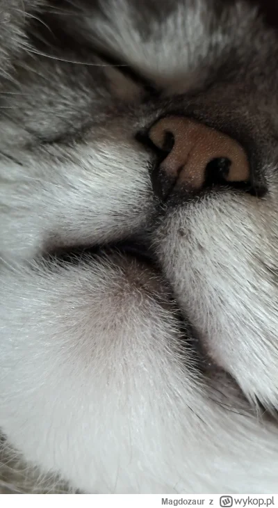 Magdozaur - Pieczarka zostanie położona na wigilijny stół 
#pokazkota #koty