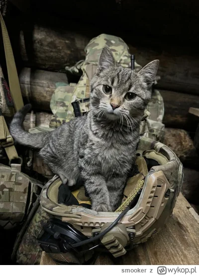smooker - #zwierzęta #koty #ukraina