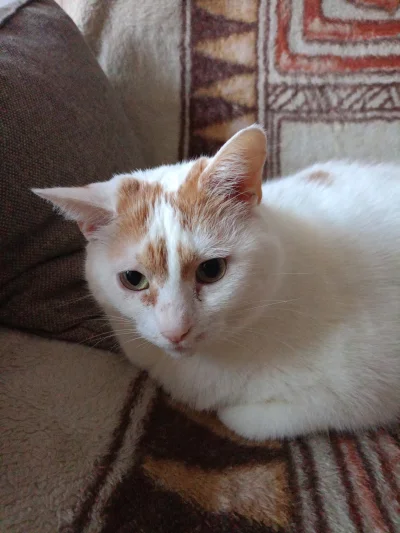 Mega_Smieszek - Kotkien prześlicznotkien ᶘᵒᴥᵒᶅ

#koty #pokazkota #kotkastokrotka