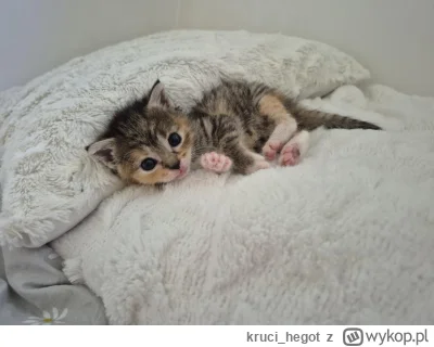 kruci_hegot - #pokazkota #suziq #koty
w końcu uszy się wyprostowały, zaczynają się za...