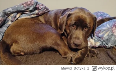 Mawid_Dotyka - #pokazpsa