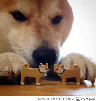 Szymas1234576847456 - @Madziol127: Spełnił się mokry sen @cukiereczek3012