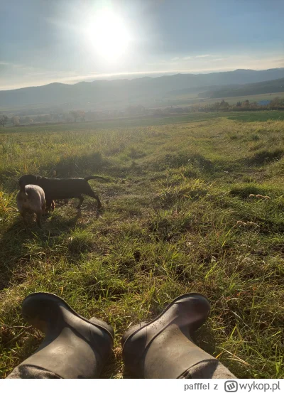 pafffel - Z psami na spacerze #pies #polskiedomy