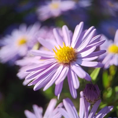 Chodtok - kwiatuszek dla cb

#dailykwiatuszek #dailykwiatuszek2