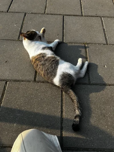 ada_lovelace - #kotki #kitku #koty #pokazkota czy taki przypadkowy kitku z Mazur może...