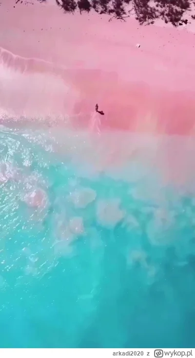 arkadi2020 - Różowa plaża na wyspie Komodo w Indonezji zyskała sławę dzięki jasnoczer...
