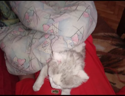 chigcht - Kotek śpi na mnie i nie mogę wstać
#przegryw #smiesznekotki #smiesznypiesek