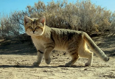 tyrytyty - Kot pustynny, #kitku przystosowany do dzisiejszej temperatury. Tak wygląda...