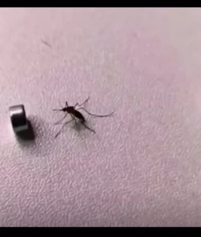 Pierdyliard - Ten filmik doskonale ukazuje moją nienawiść do tych stworzeń.
#komary #...