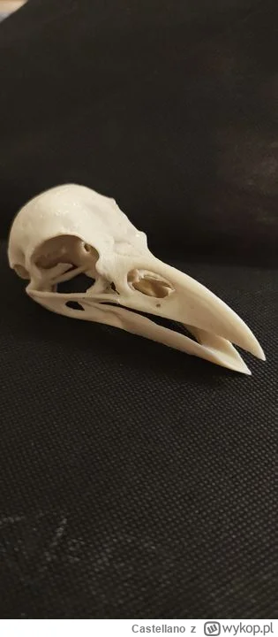 Castellano - chwalę się.
wychodząc dziś z pieskiem na spacer, zauważyłem na trawniku ...