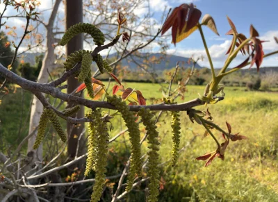asdfghjkl - Orzech też kwitnie