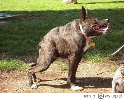 lofix - @Piotrek7231: