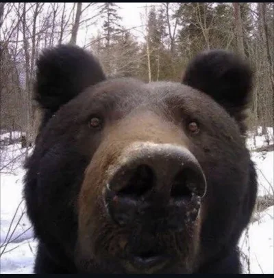 dodi-lukebakio - #f1 #codziennyolliebearman 

Selfiaczek.