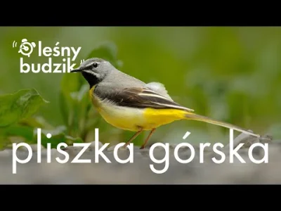 Lifelike - Pliszka górska (Motacilla cinerea)
Głos
Autor
#photoexplorer #fotografia #...