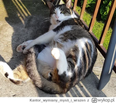 Kantorwymianymysliiwrazen - @MuszeZalozycKontoByFiltrowacGowno: 
Coś było mówione?😏