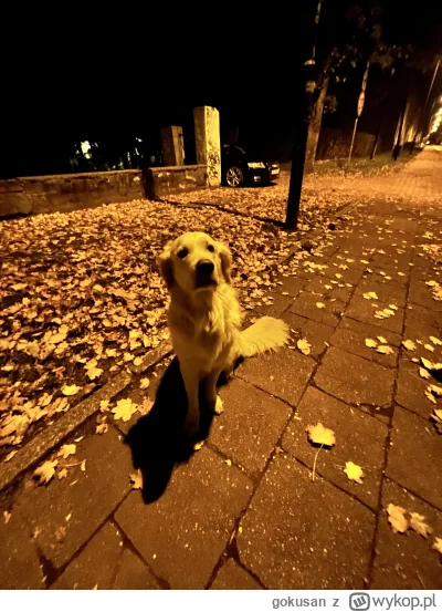 gokusan - Idę właśnie "pod minoga" w Poznaniu żeby nakryć moją sukę co obwąchuje sobi...