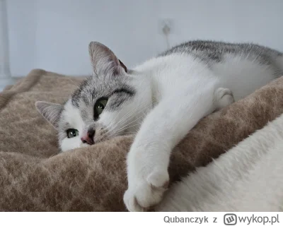 Qubanczyk - Od jakiegoś czasu kręcił się koło domu dziki kitku, wiec postanowiłem mu ...