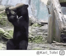 Karl_Tofel - Ludzie, myślcie! Czy w waszych głowach siedzi niedźwiedź i korbą kręci?
...