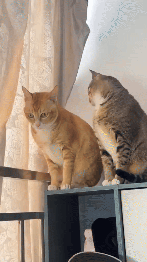 jestemtakizmeczony - A słyszałeś, że zawodowy żołnierz za kierownicą zmiótł dziecko z...