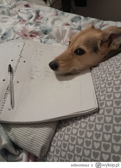 adisoniusz - @adisoniusz