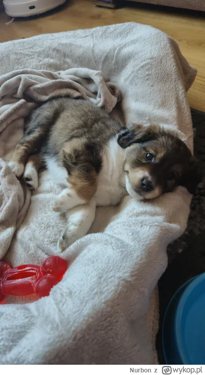 Nurbon - #pokazpsa #pies #psy #zalesie i jednocześnie #chwalesie

Nie mam pojęcia po ...