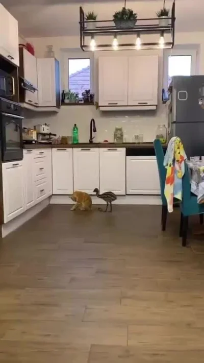 C.....U - #koty #emu