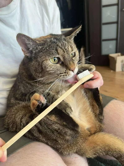 KjatanSveisson - #pokazkota #koty

Ja nie wiem jak to koleżanka robi że ma takie foto...