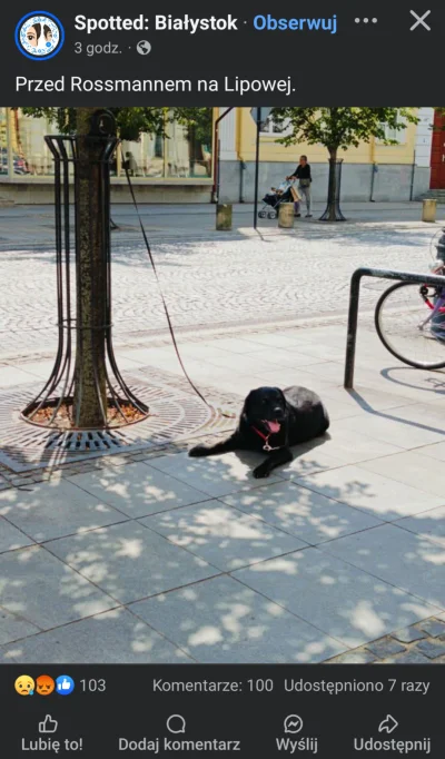 GangKobry - Dramat psiarzy to pies który 5-10min poczeka sobie przed sklepem ( ͡º ͜ʖ͡...