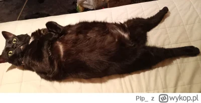 Plp_ - >Co sprawiło, że posiadacie koty?

@Lujdziarski: jakieś 16 lat temu wracałem z...