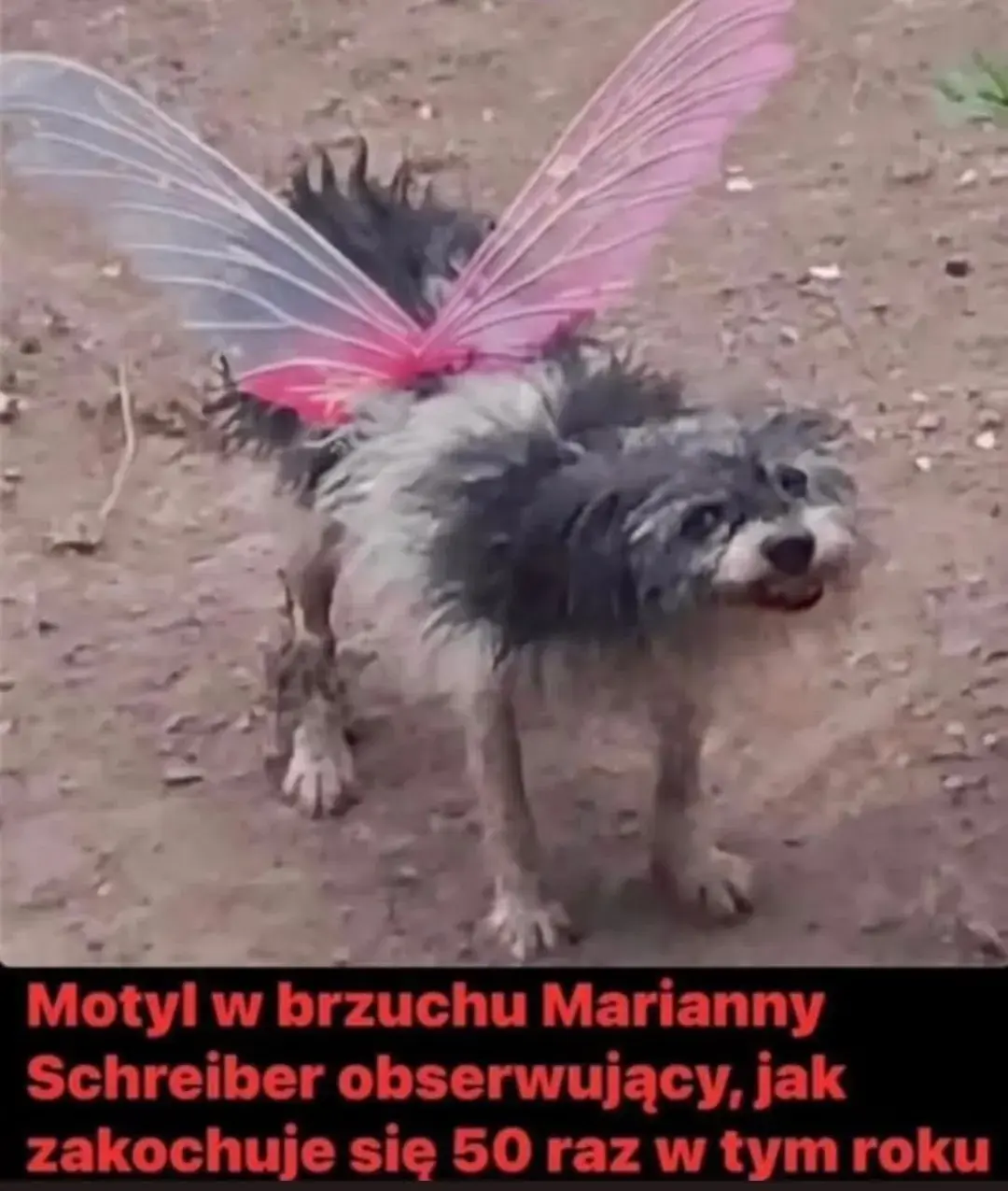 morgiel - #heheszki #humorobrazkowy