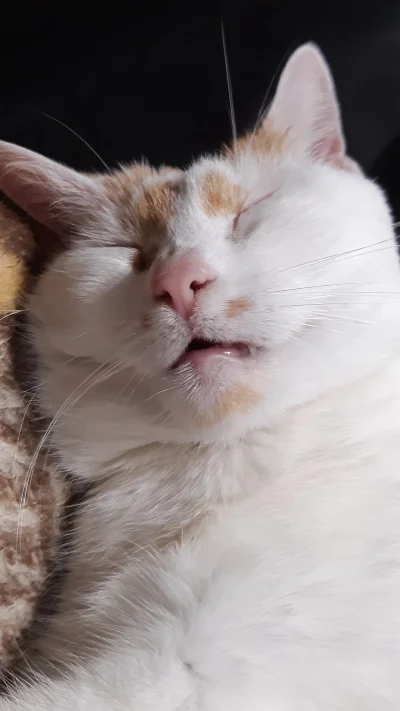 Mega_Smieszek - Otóż mam taką kotkie psotkie i ja mówię do niej: "a ty brzydka jesteś...