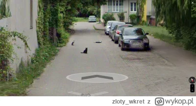 zloty_wkret - Jedziemy zobaczyć co tam kitku knują (⌐ ͡■ ͜ʖ ͡■)
#kitku #koty #streetv...