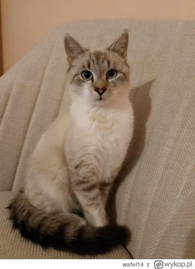 wafel14 - #pokazkota #kitku