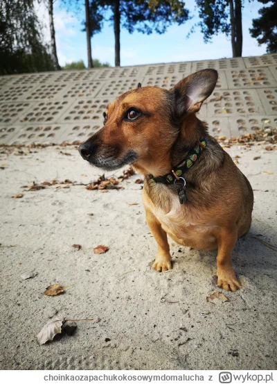 choinkaozapachukokosowymdomalucha - Uważajcie na siebie mircy, bo spuszczam swoją bes...