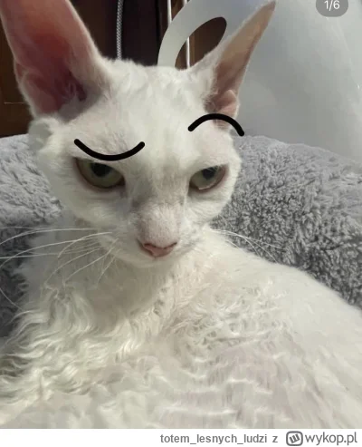 totemlesnychludzi - >nie będę wyjaśniał ( ͡° ͜ʖ ͡°)

@Rzewliwy_wykolejeniec: