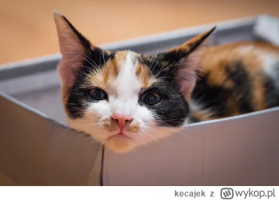 kecajek - I co się tak patrzysz? 
#pokazkota #koty