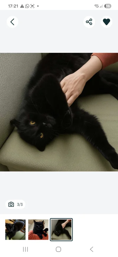 serniczekwiedensky - Podoba mi sie ten kot. Jak bede miala mieszkanie to go zaadoptuj...