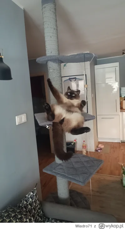 Wiadro71 - @azusachan 
Siema Rychu !