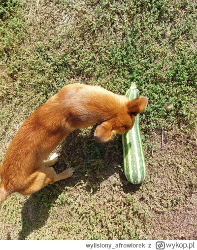 wylisiony_afrowiorek - Ja będę wrzucała fotki z wakacji
I tyle.
Ludzie myślą że tylko...