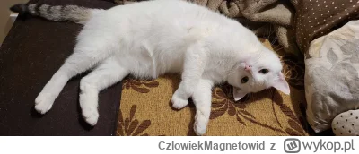 CzlowiekMagnetowid - Dd

#koty #zwierzaczki