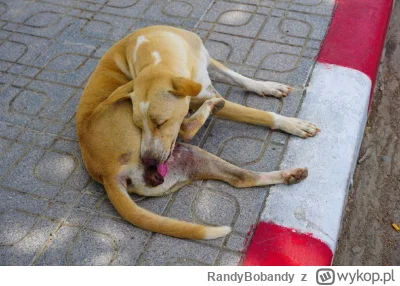 RandyBobandy - @MuszeAleNieChce: