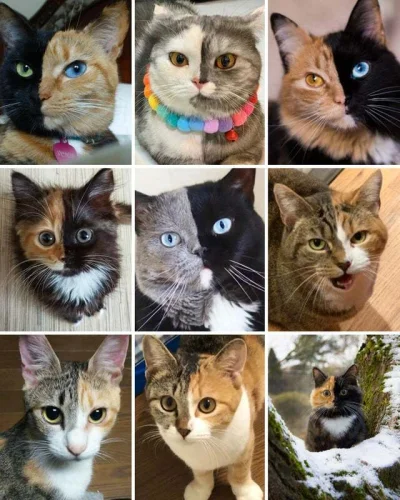 damch - @Bigticket: Czy przypadkiem nie jest himerą? Taki symetryczny podział lubi by...