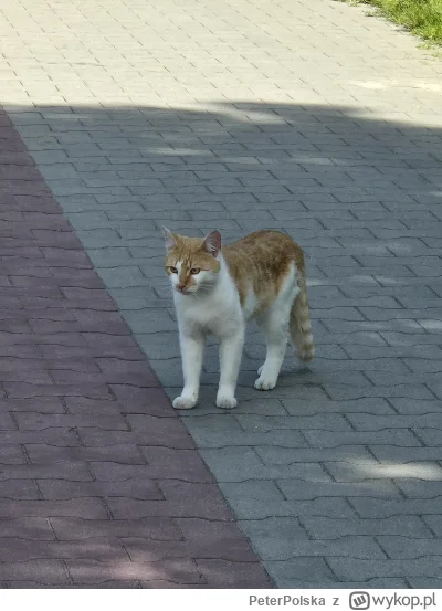 PeterPolska - Młody koleżka na szlaku #koty