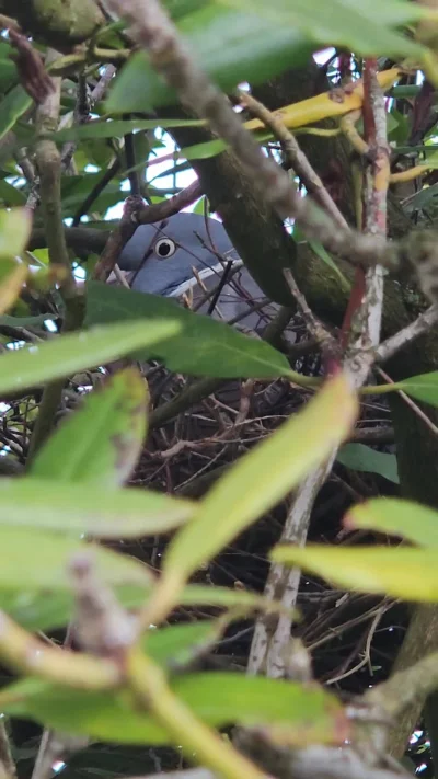 isomalta - No kurde, w ogrodzie z tyłu domu żaby w oczku wodnym. Z przodu domu gołąb ...
