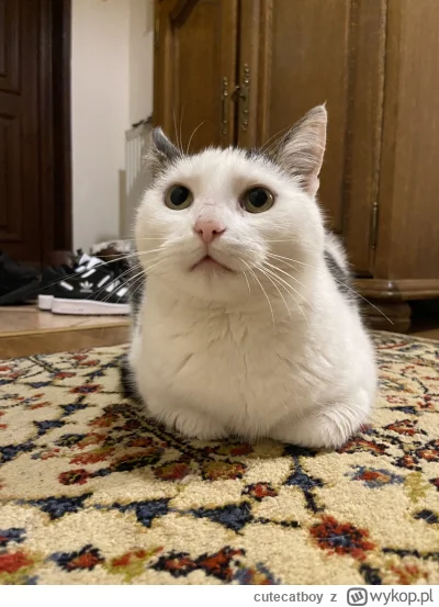 cutecatboy - @ksjoc_zakony na jakiej ścianie, to podłoga jest najprawdziwsza