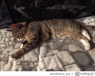 pendzoncy_jez - Białek zasłużył na plusa?
#kitku