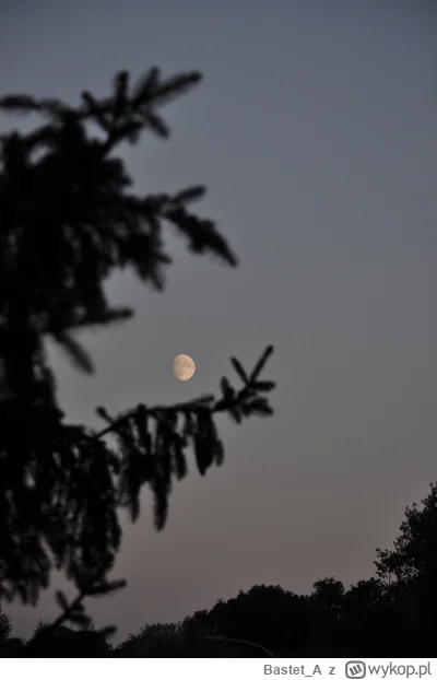 Bastet_A - #fotografia #mojezdjecie