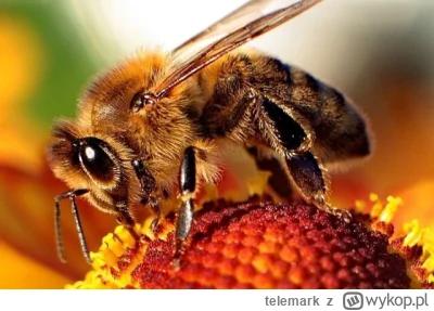 telemark - Jest taki fenomen w naturze, że jak szerszeń wleci do gniazda pszczółek to...